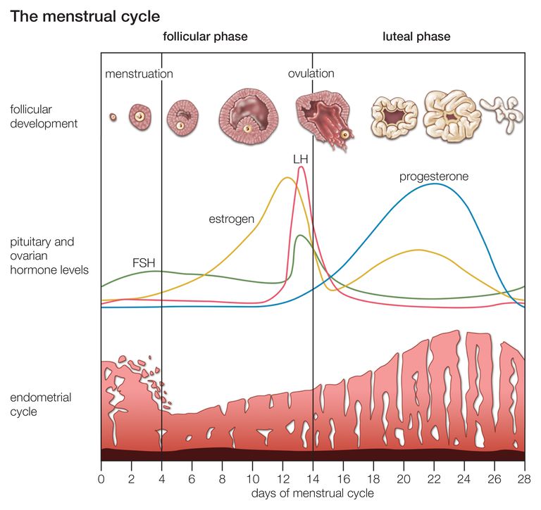 What Happens During Your Menstrual Cycle 1391