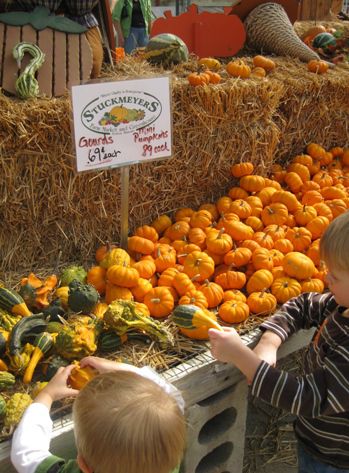 Pumpkin Patch And Maryland