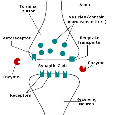 Neurotransmitters are the Messengers of the Brain