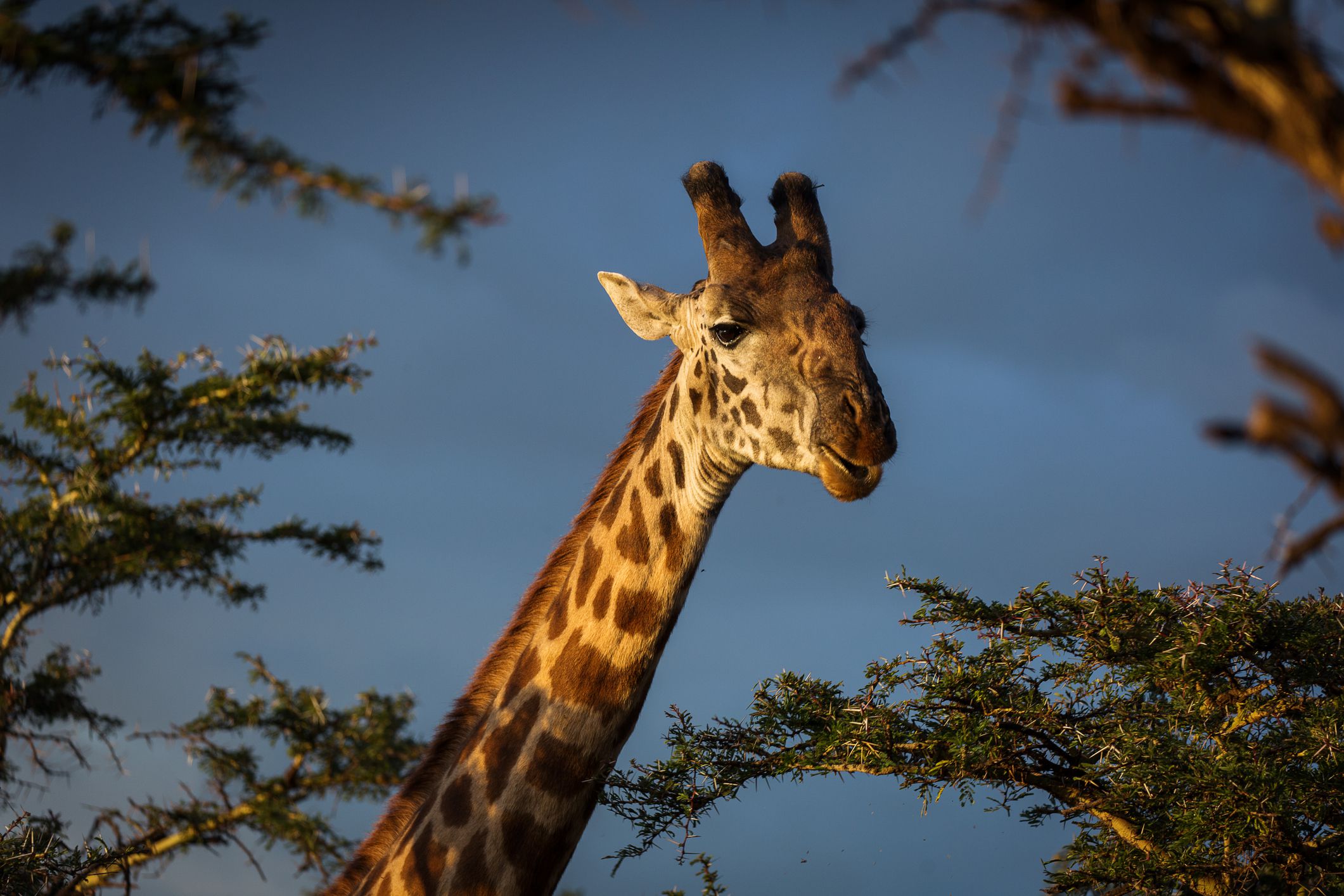 11 Things You Might Not Know About Giraffes