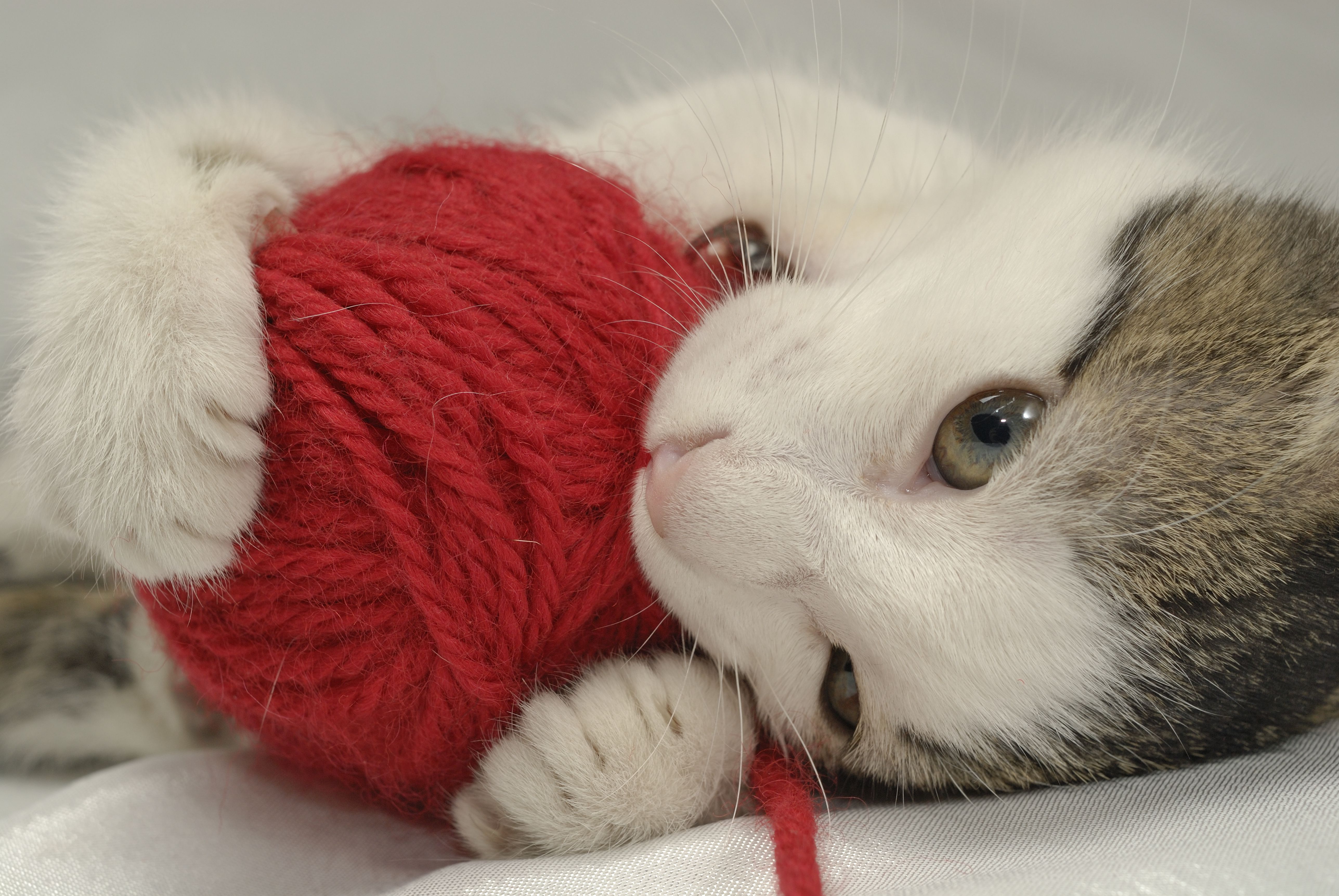 yarn balls for cats