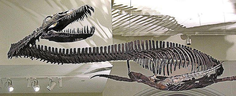 PIctures and Profiles of Plesiosaurs and Pliosaurs