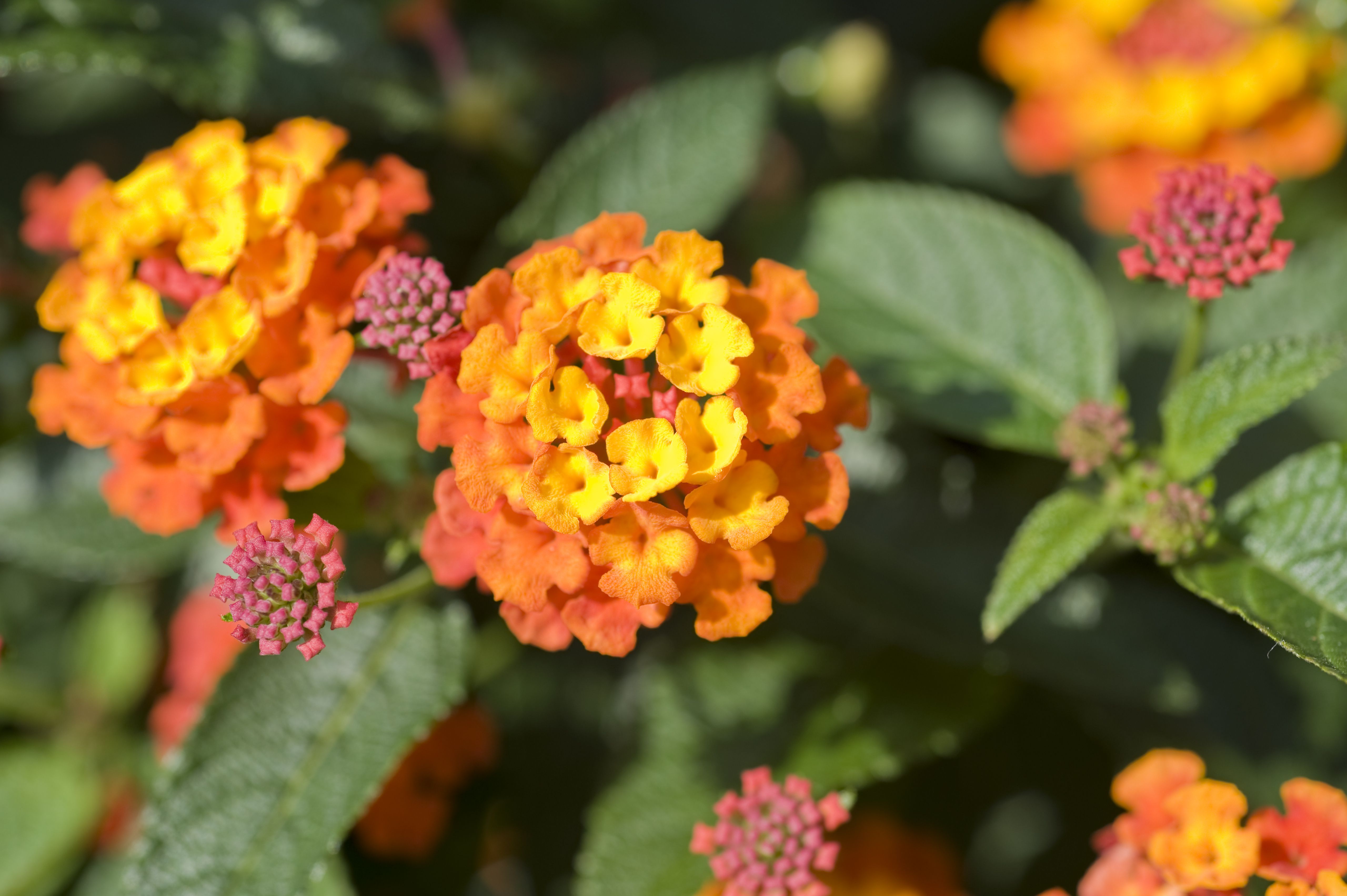 Small orange flower plant information