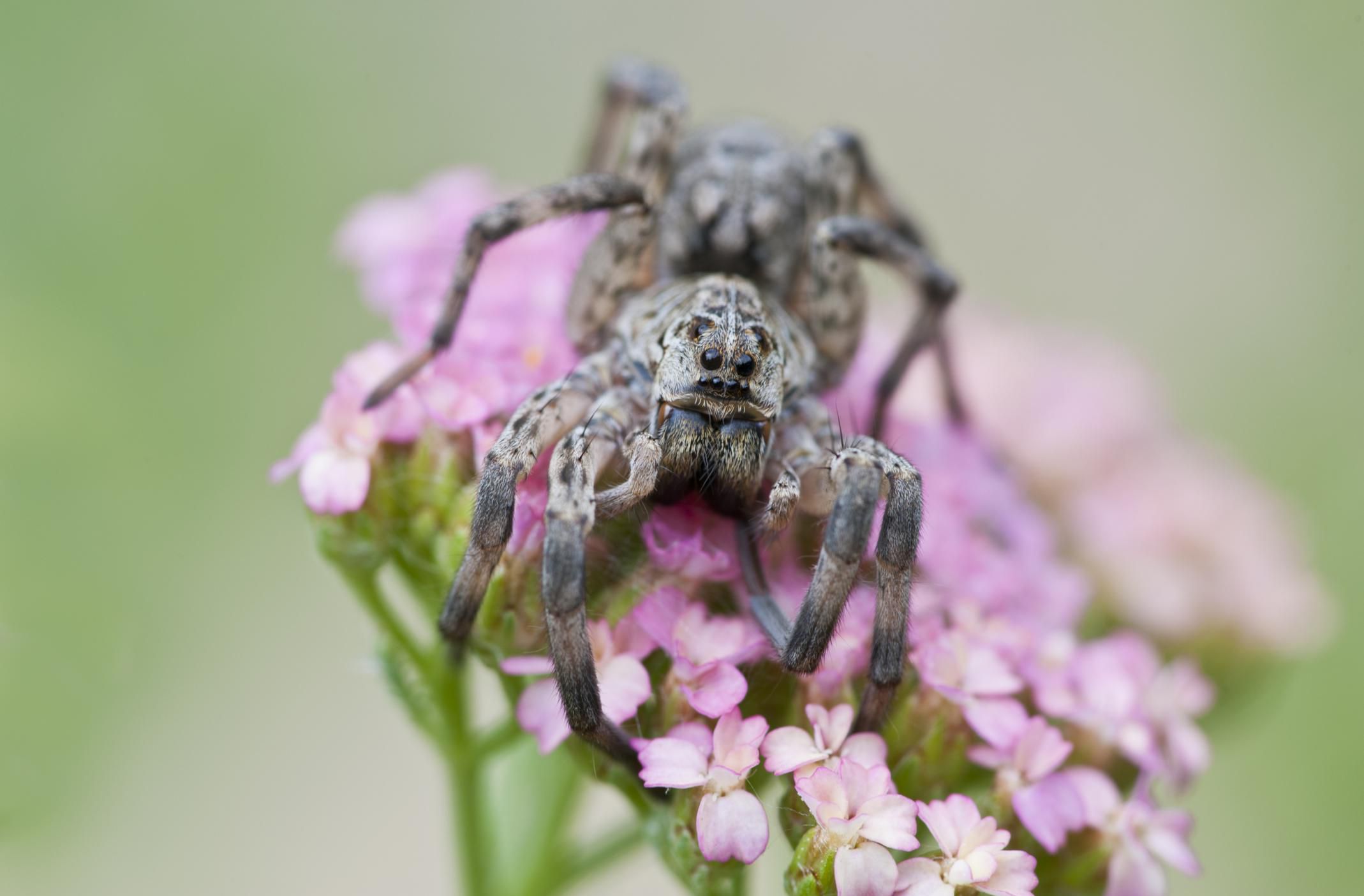 The Wolf Spider: How Dangerous Is its Bite?