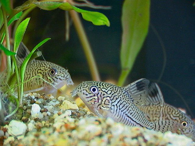 Three Stripe Cory Corydoras Trilineatus
