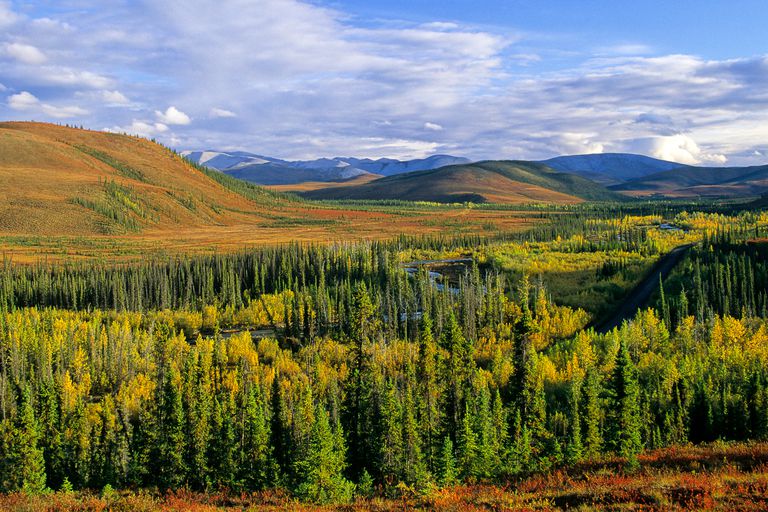 boreal-forests-forest-biome-the-habitat-encyclopedia