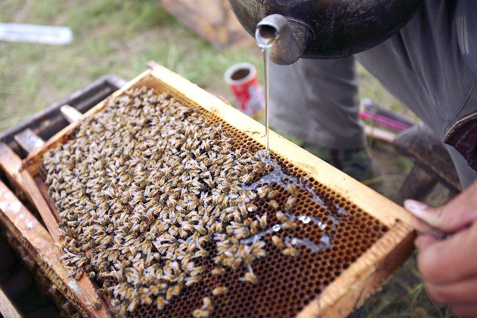 GONGHE COUNTY, CHINA - JULY 28: (CHINA OUT) A beekeeper feeds bees with white sugar water at an apiary, built in a rape field located on an altitude of about 3,290 meters (10,791 feet) on July 28, 2006 in Gonghe County of Qinghai Province, China.