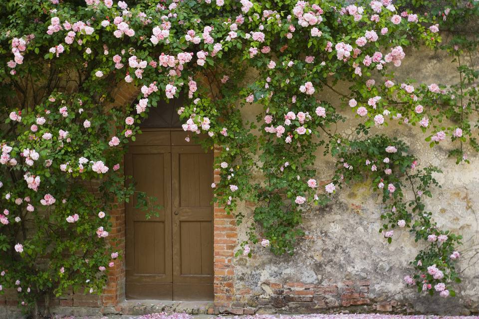 the-top-10-climbing-roses-you-should-plant-now