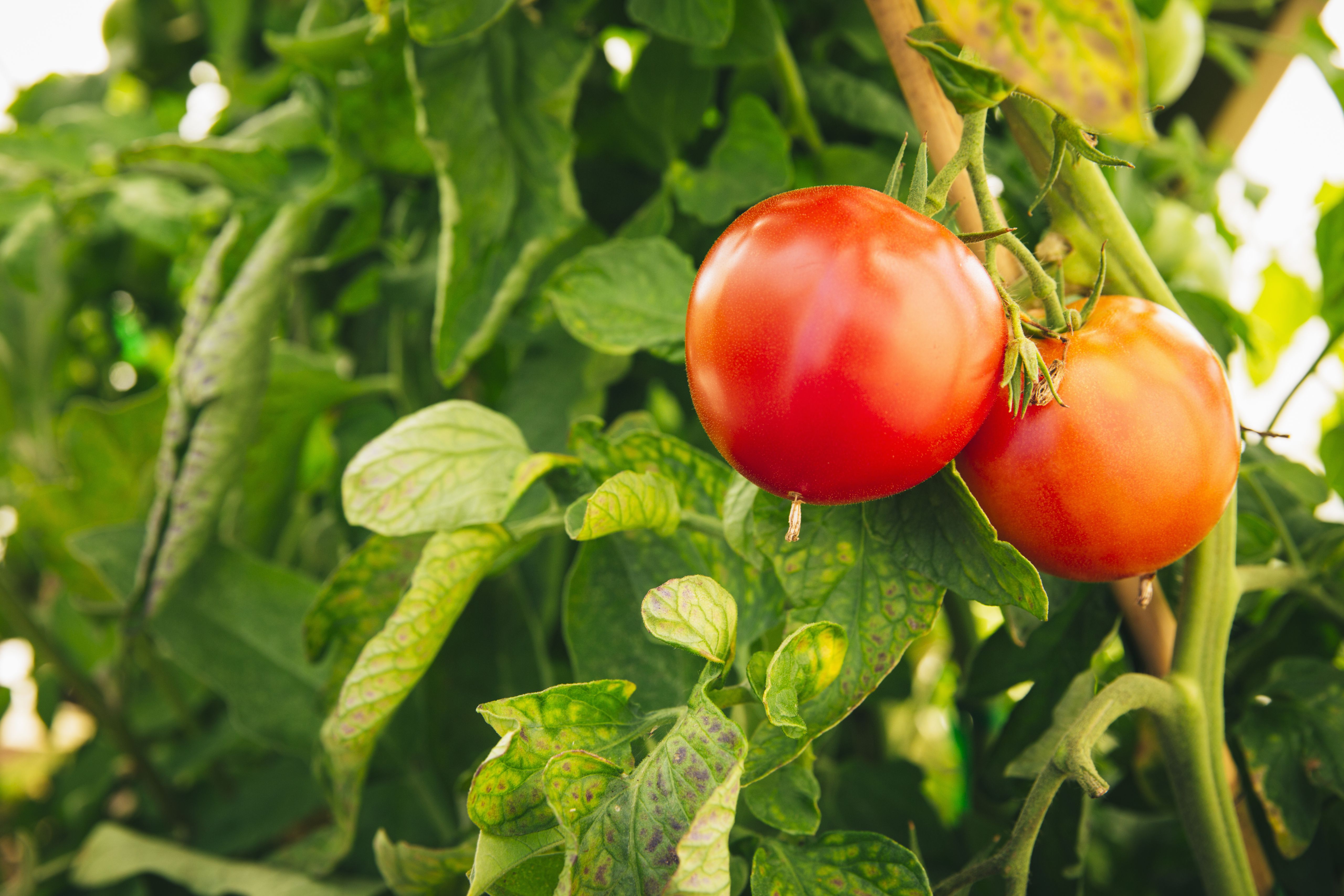 What Is a Determinate or Indeterminate Tomato?