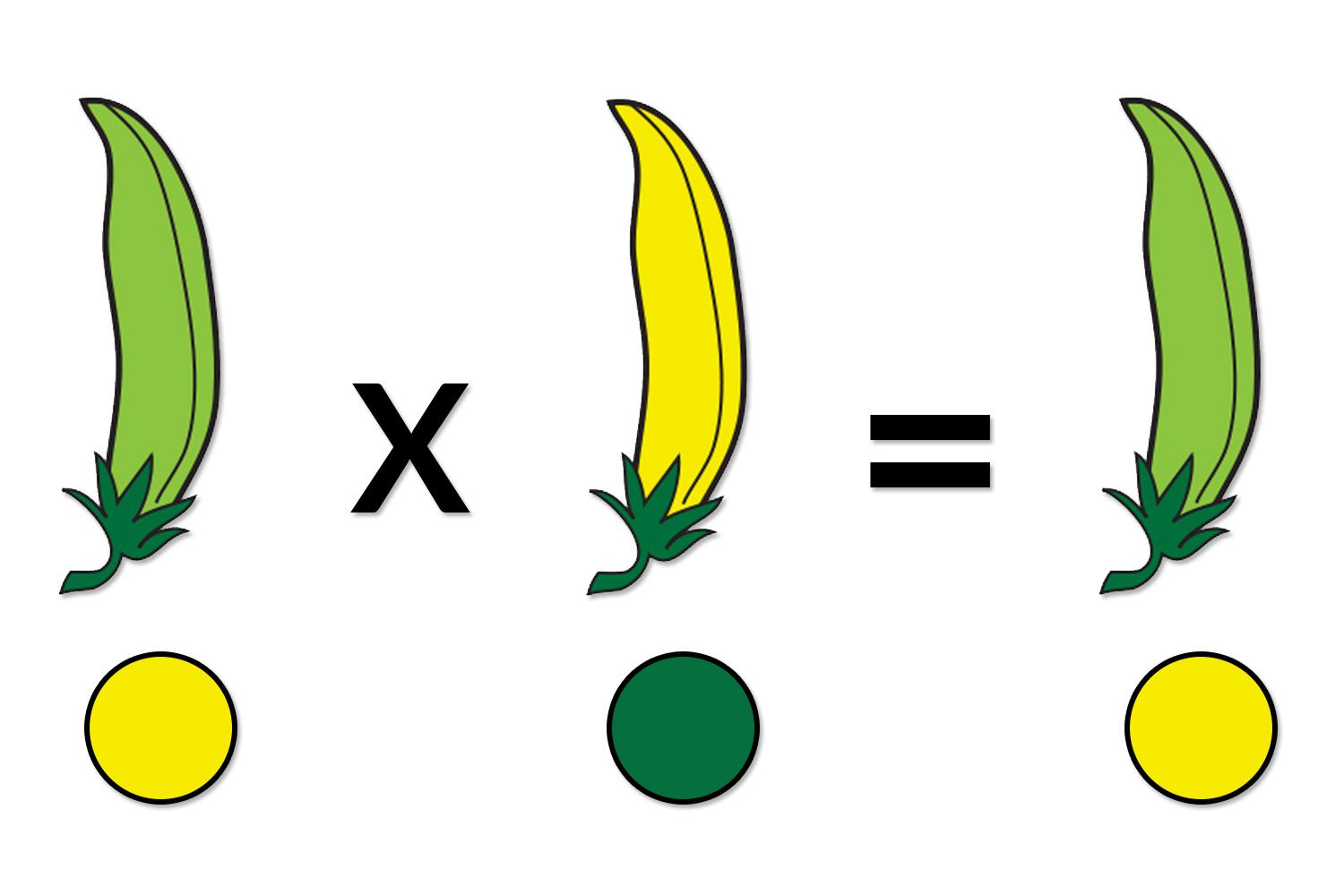 Law Of Independent Assortment Simple Definition Biology