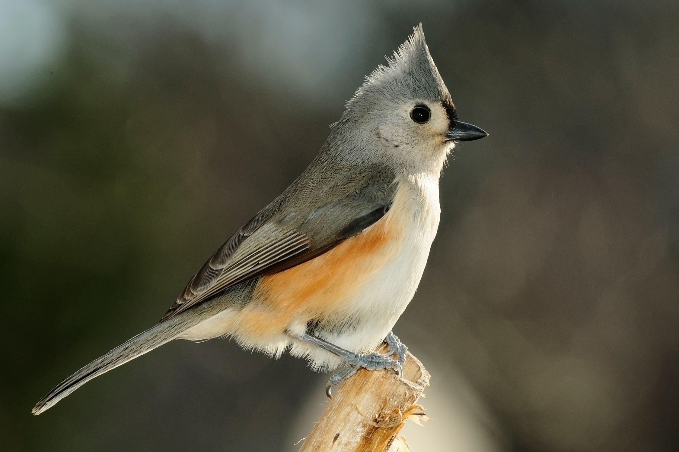 A Guide to the Tufted Titmouse Songbird