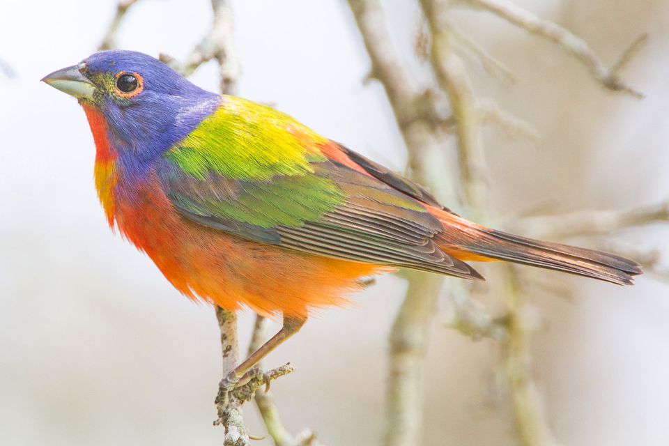 Pictures of Red Birds from around the Globe