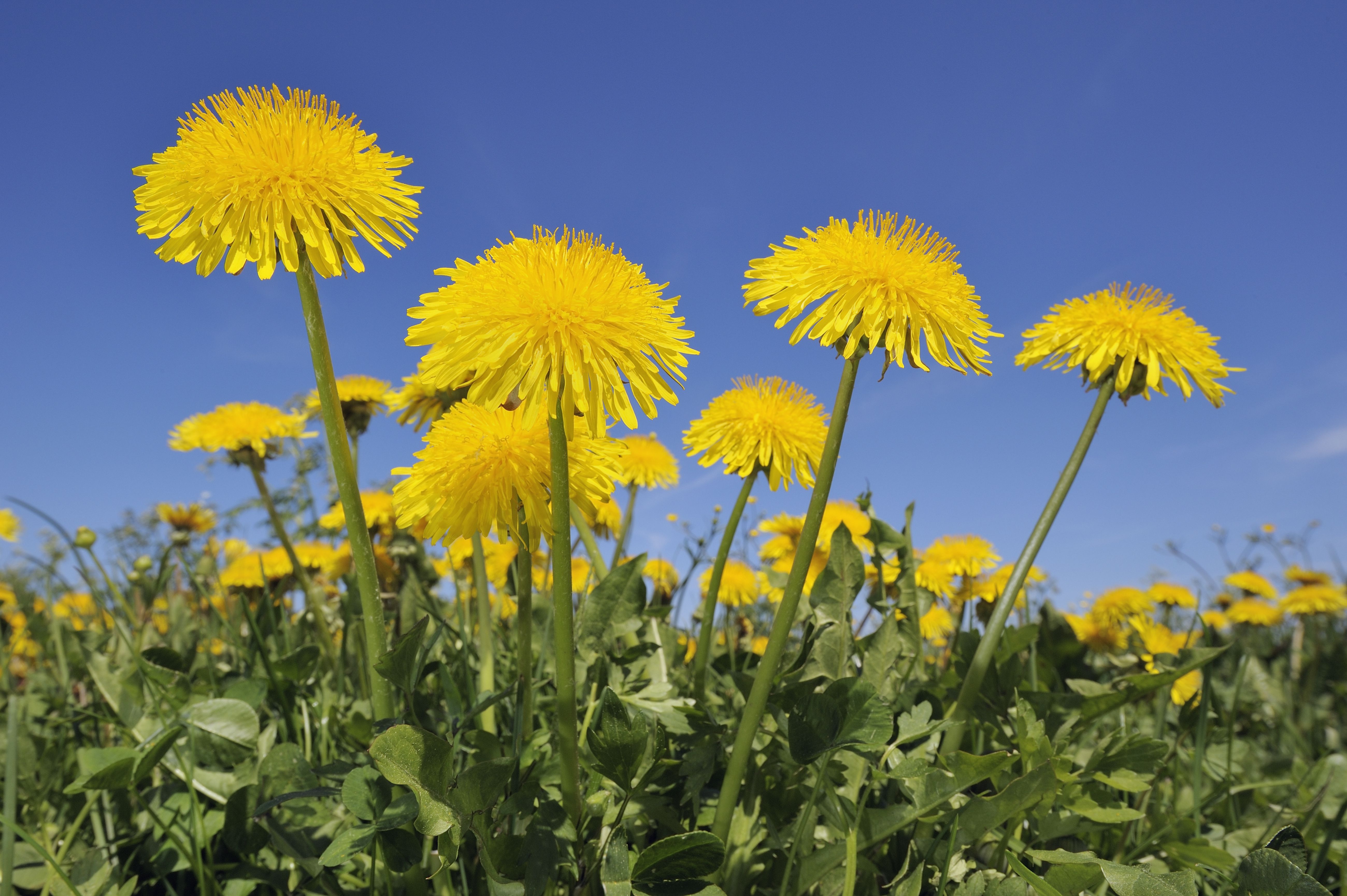 Dandelion Honey from Flowers Recipe