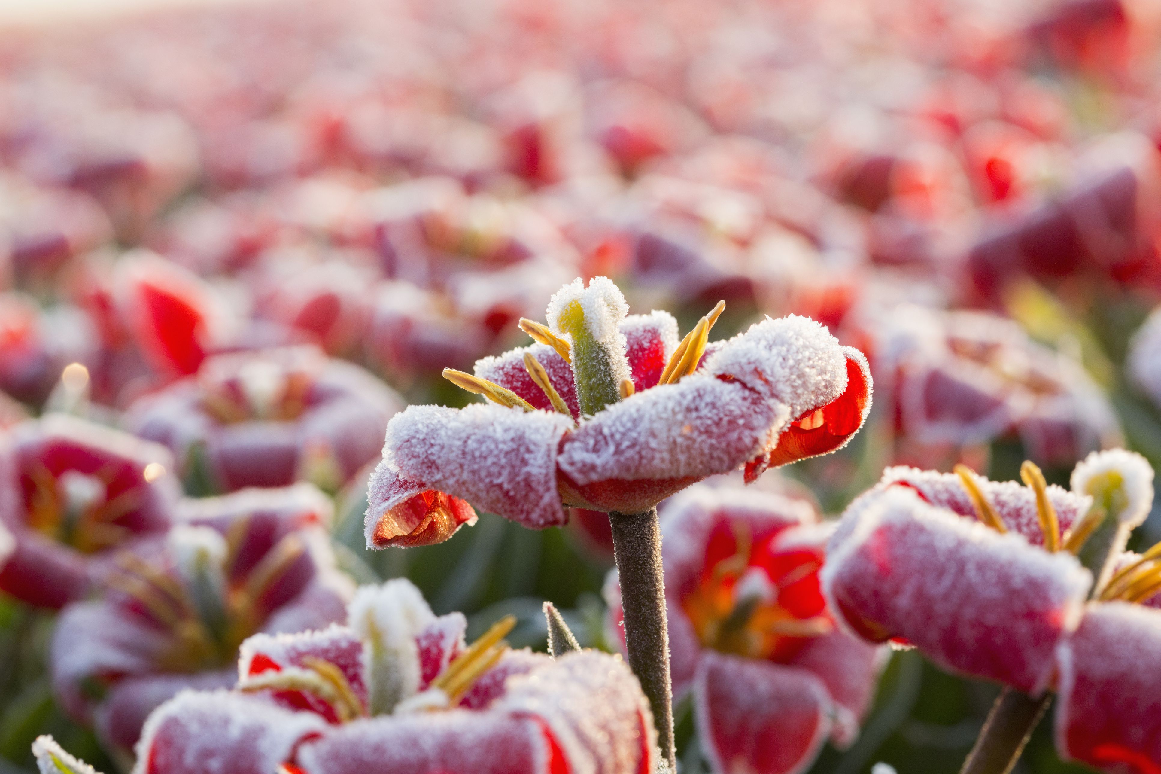 First and Last Frost Dates by USDA Zone