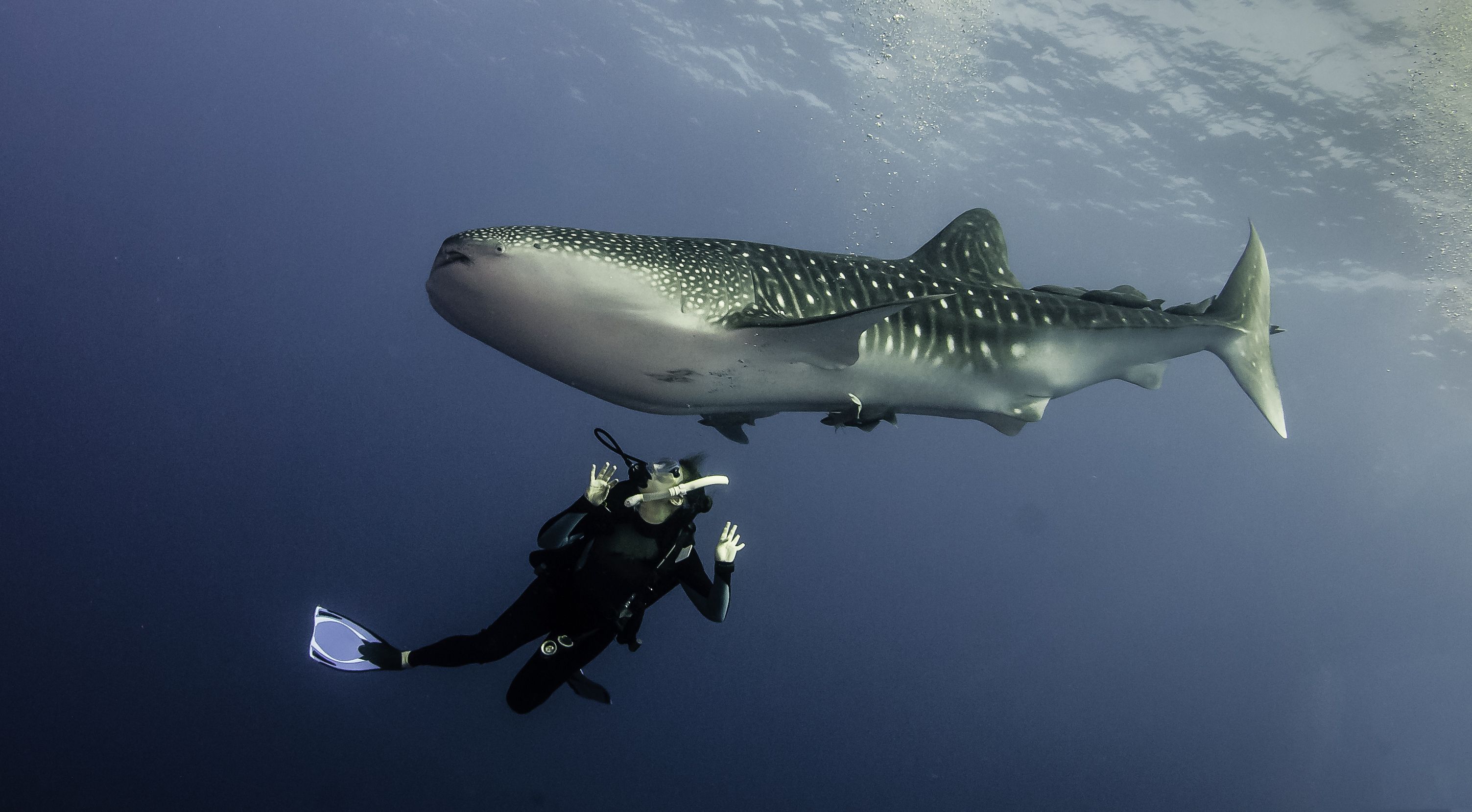 biggest-shark-in-the-world