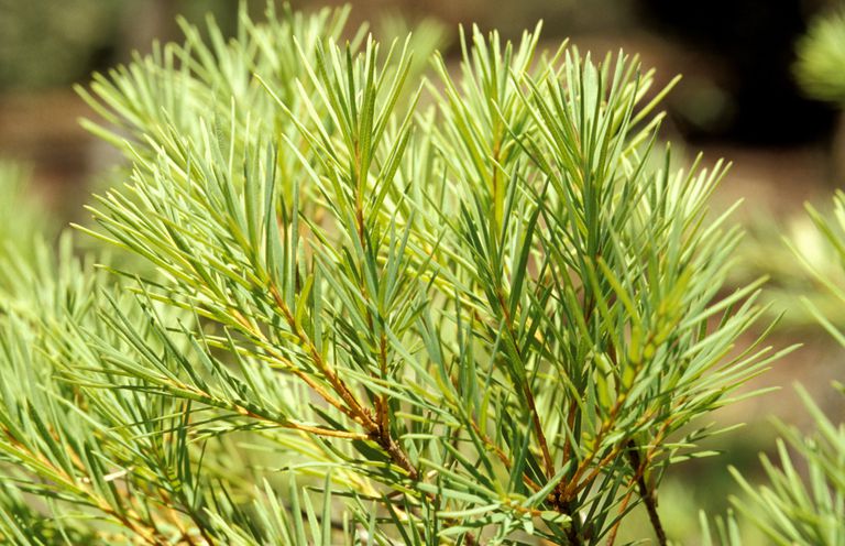 Tea Tree Oil Benefits - Anti-fungal, Acne, Dandruff and More