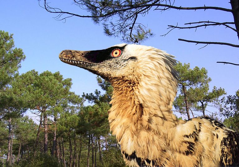 a real velociraptor