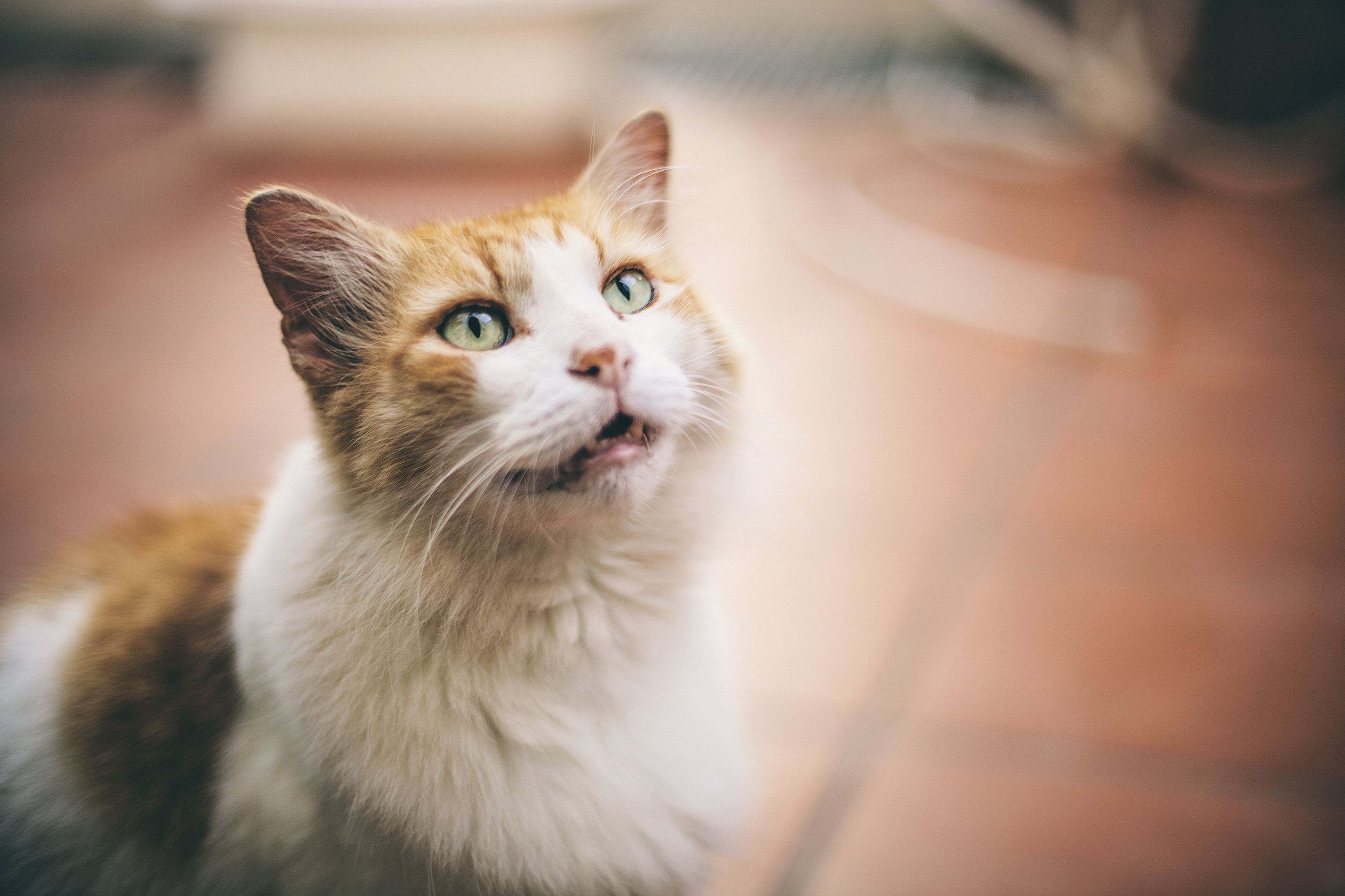 cat-experts-reveal-the-meaning-behind-different-meows-the-independent