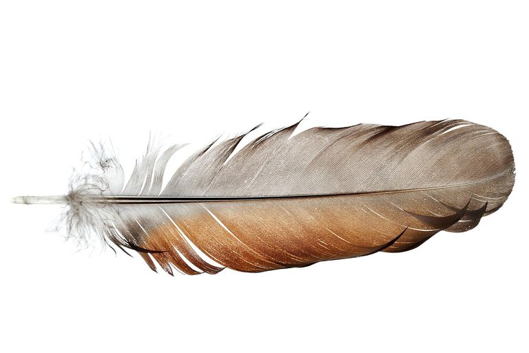 Feather - Feather Anatomy and Function