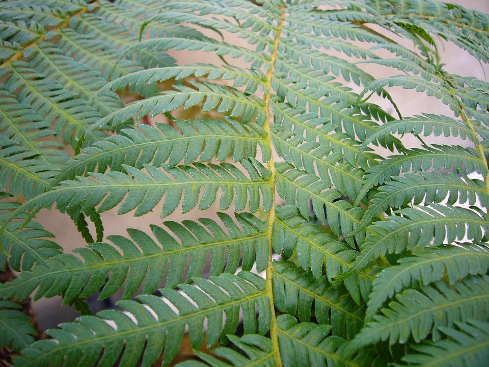 how-to-grow-australian-tree-fern