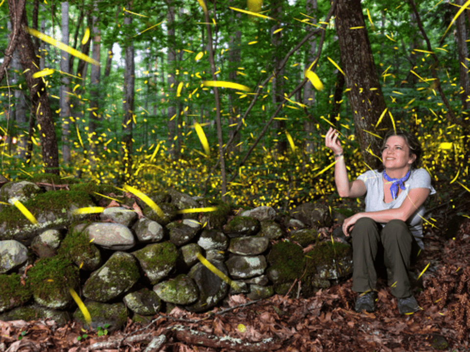 Great Smoky Mountains Synchronous Firefly Show 2018