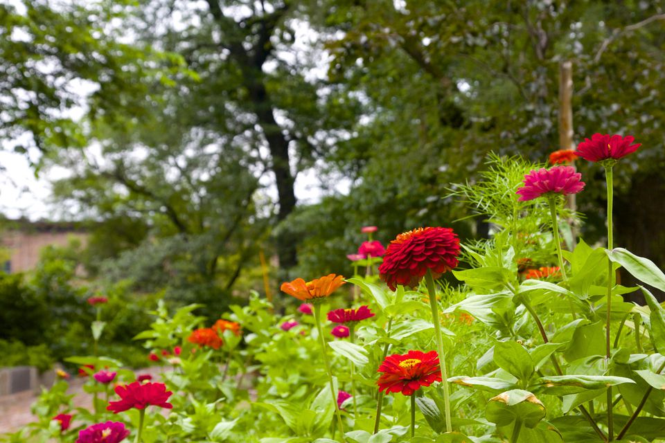 Tips for Growing and Caring for Zinnia Plants