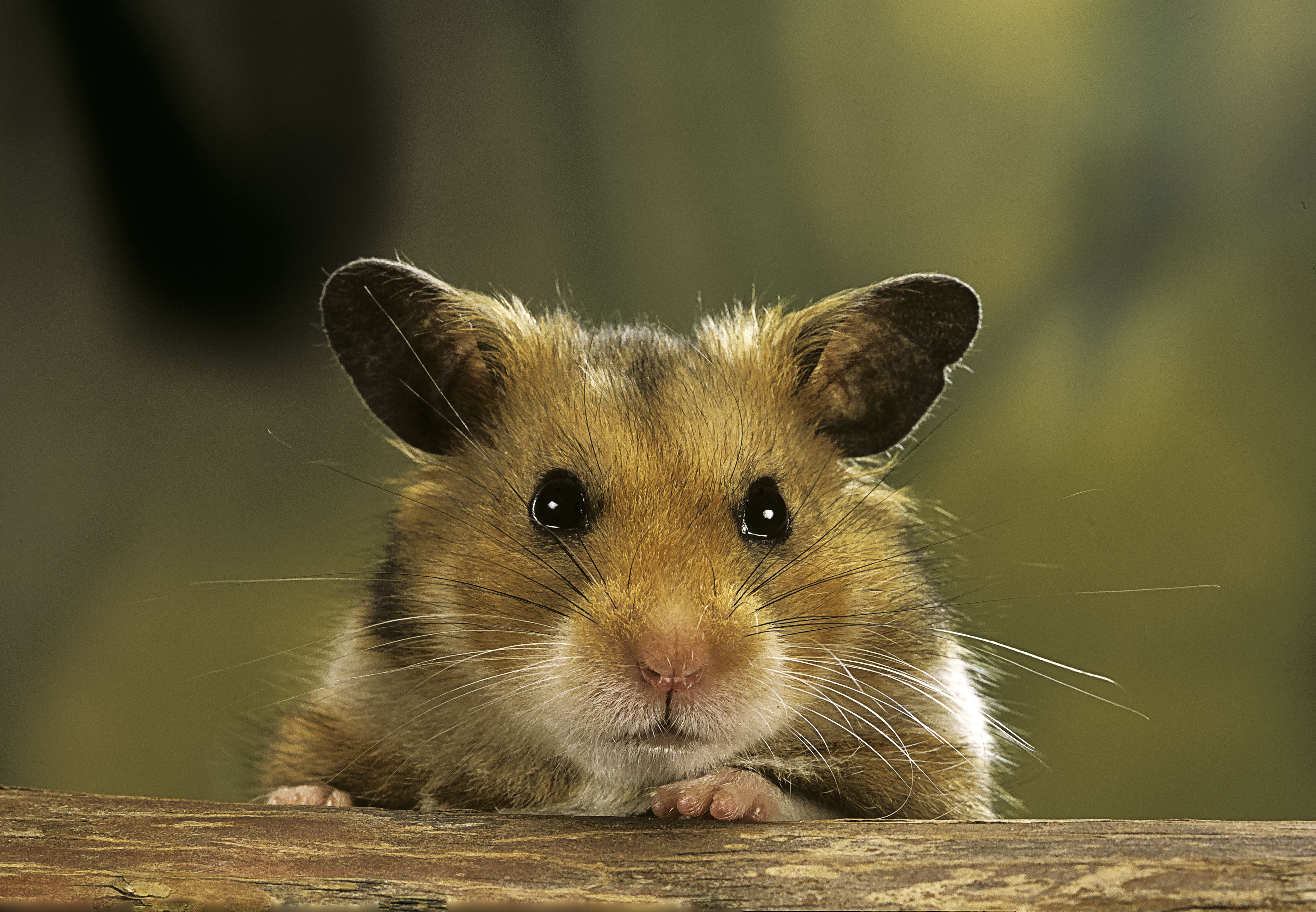 Znalezione obrazy dla zapytania hamster
