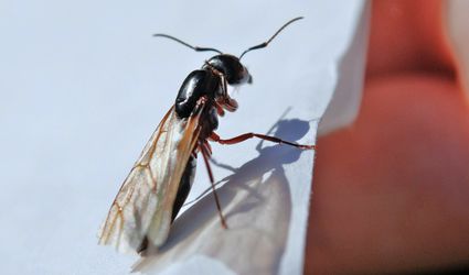 Dealing With Ants In Your Home