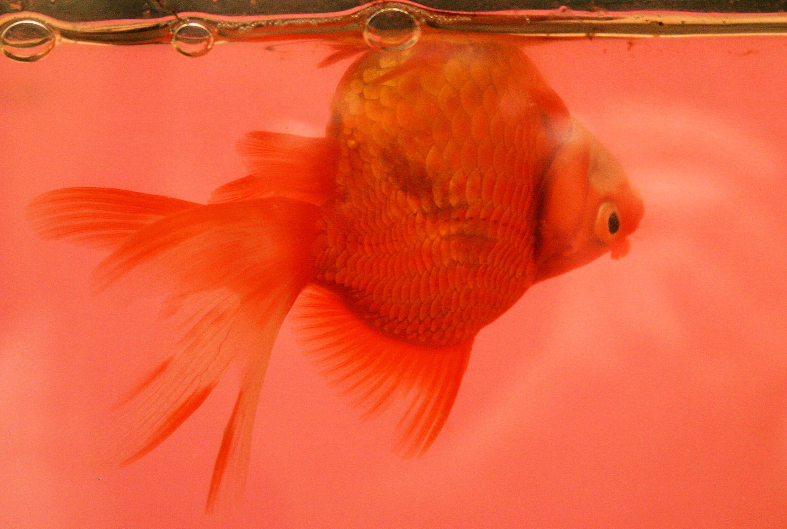 Swim Bladder Disorder in Aquarium Fish