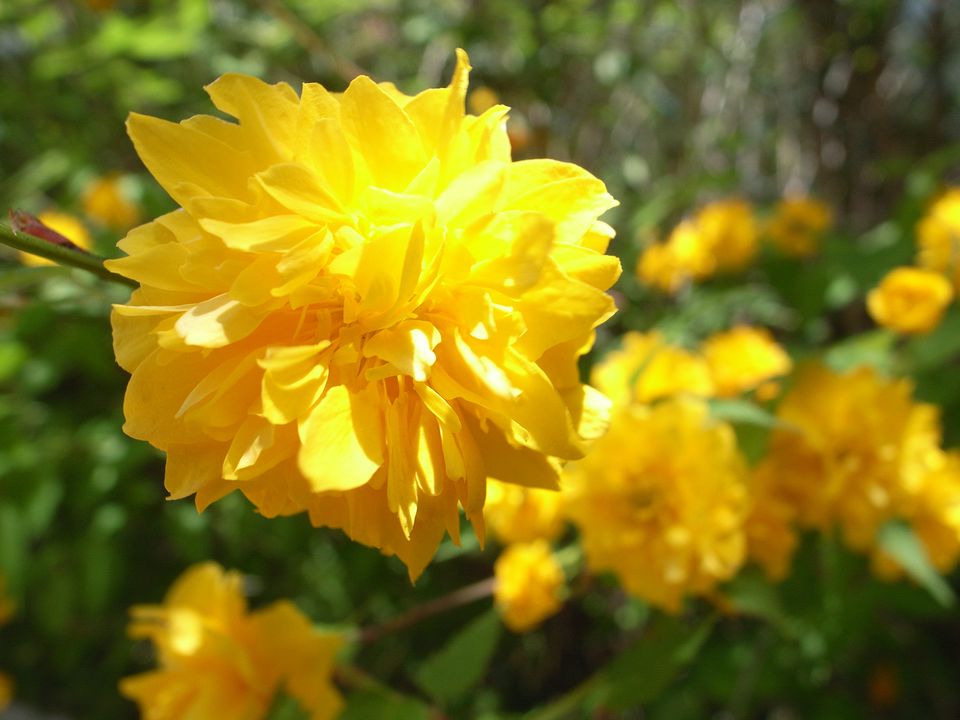 The 11 Best Flowering Shrubs for Early Spring