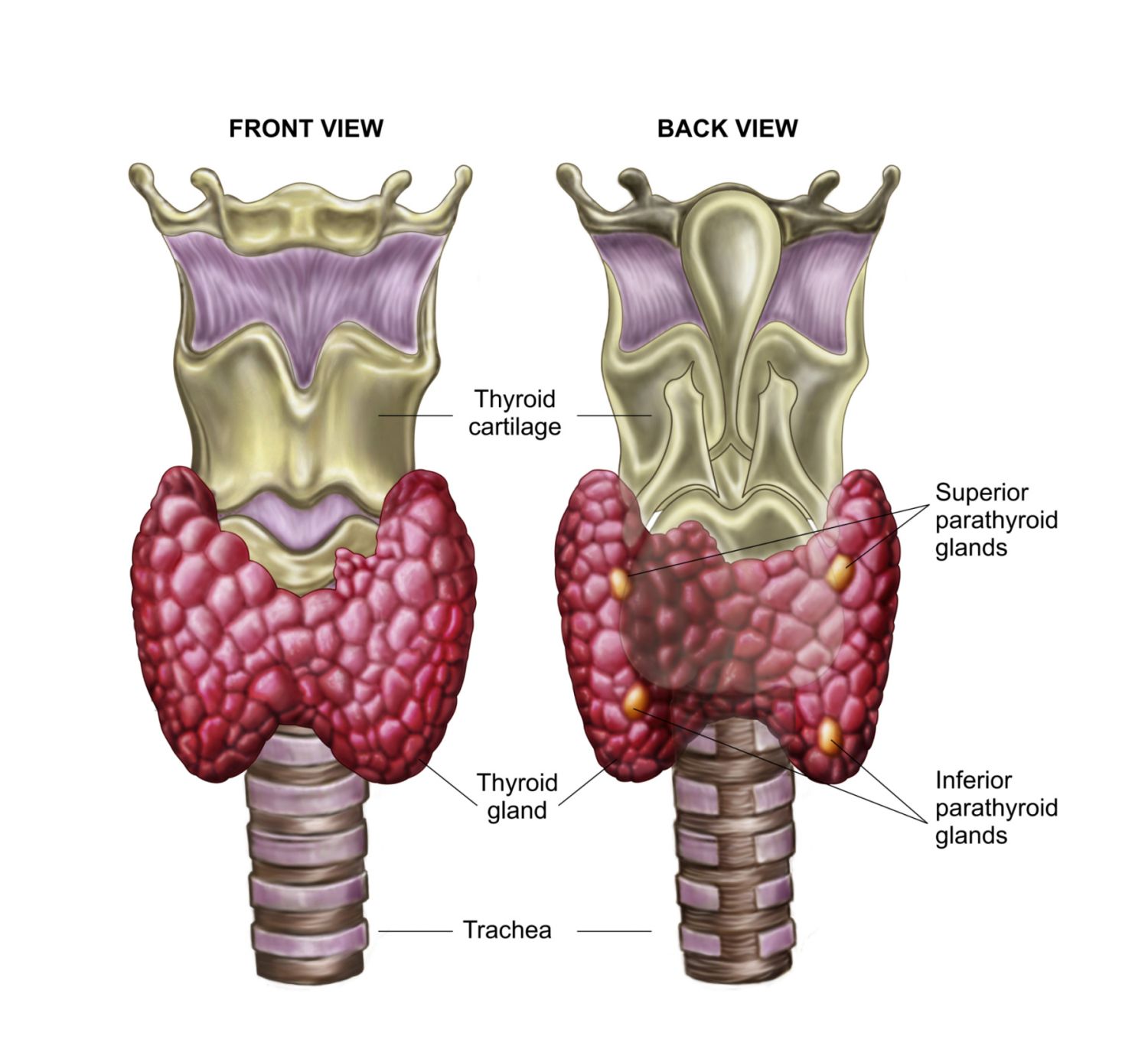 The Thyroid Gland in the Endocrine System