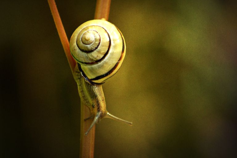 Meet The Terrestrial Snails