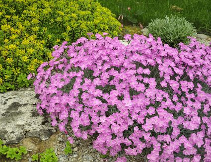 Ground Covers for Sun - The Best Plants for Sunny Spots