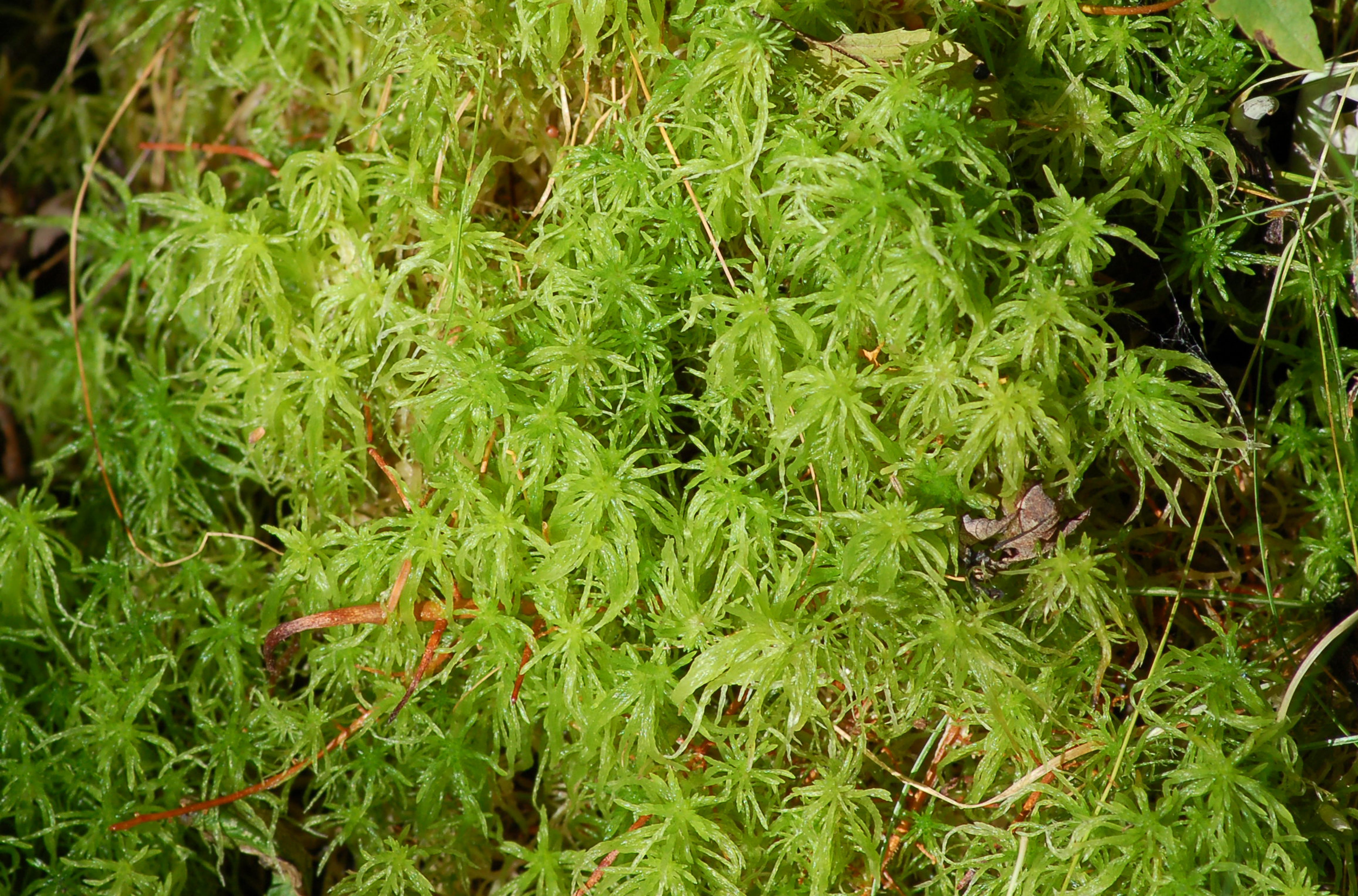 Sphagnum Moss For Plants