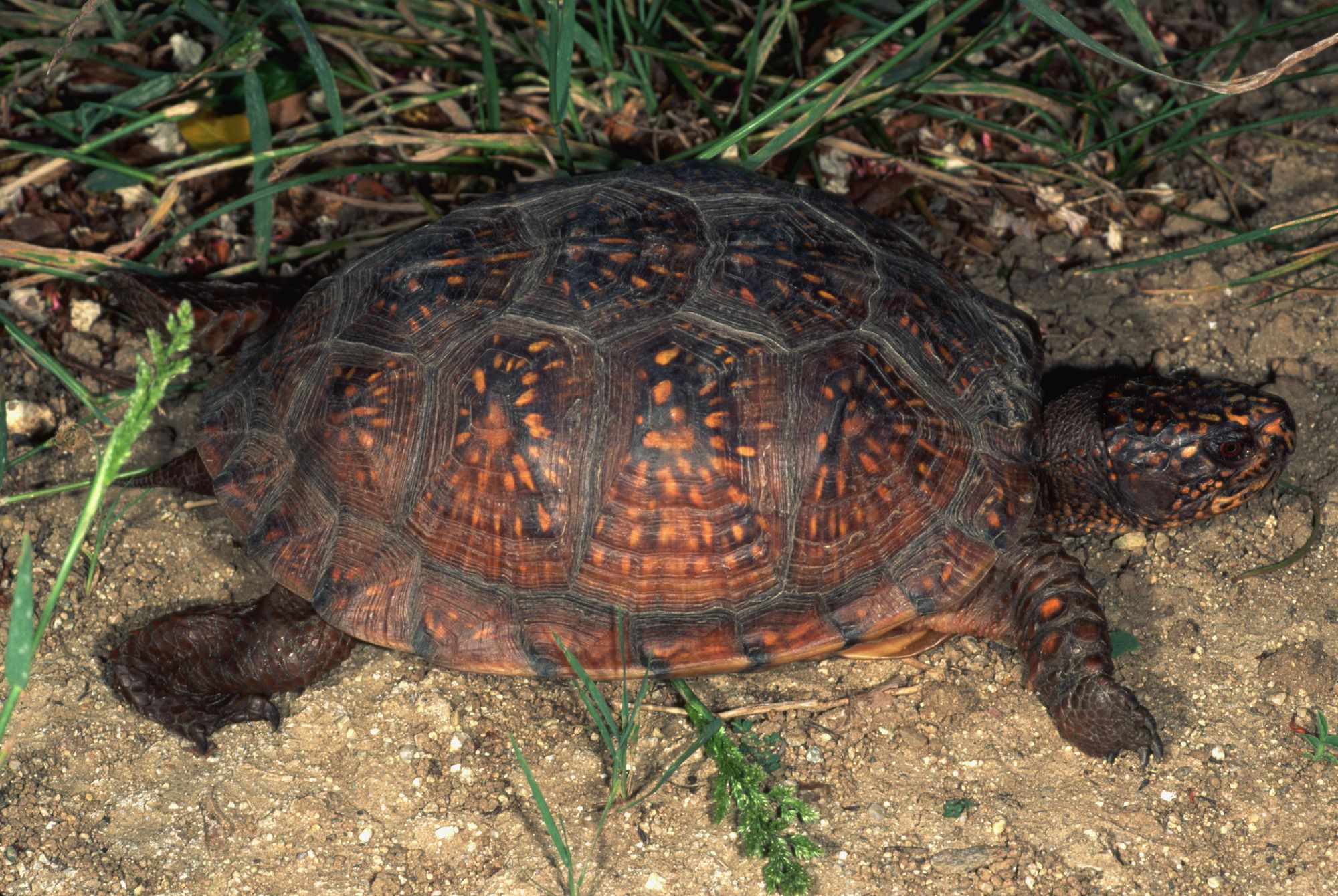 Care of Pet Gulf Coast Box Turtles
