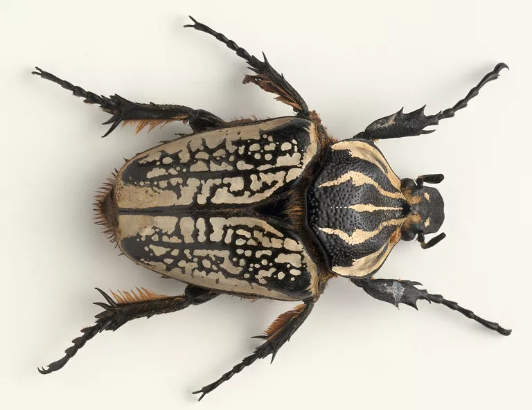 goliath beetle