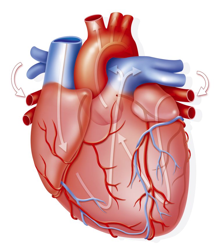 como funciona el corazon y sus partes