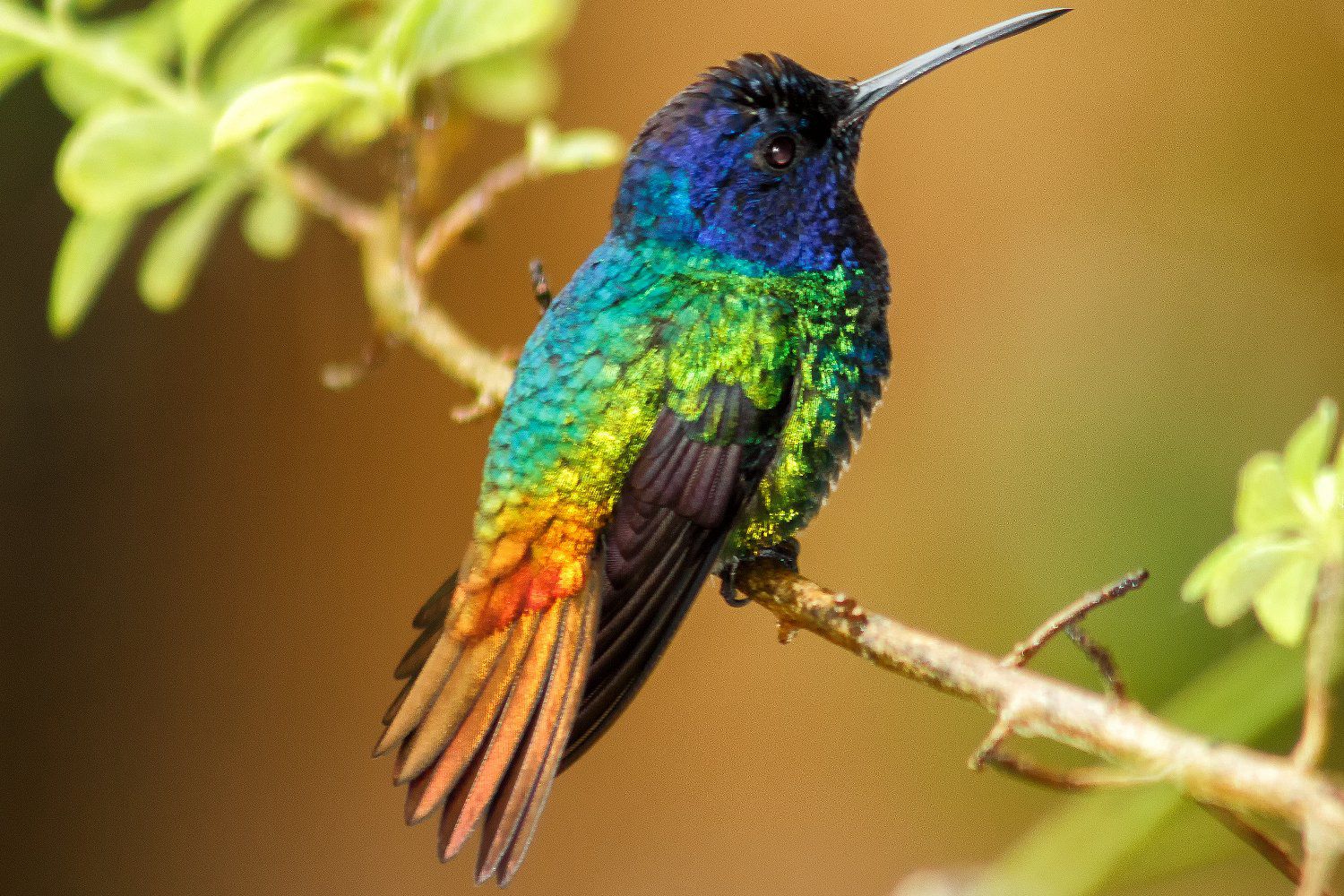 25 Crazy Facts About Hummingbirds