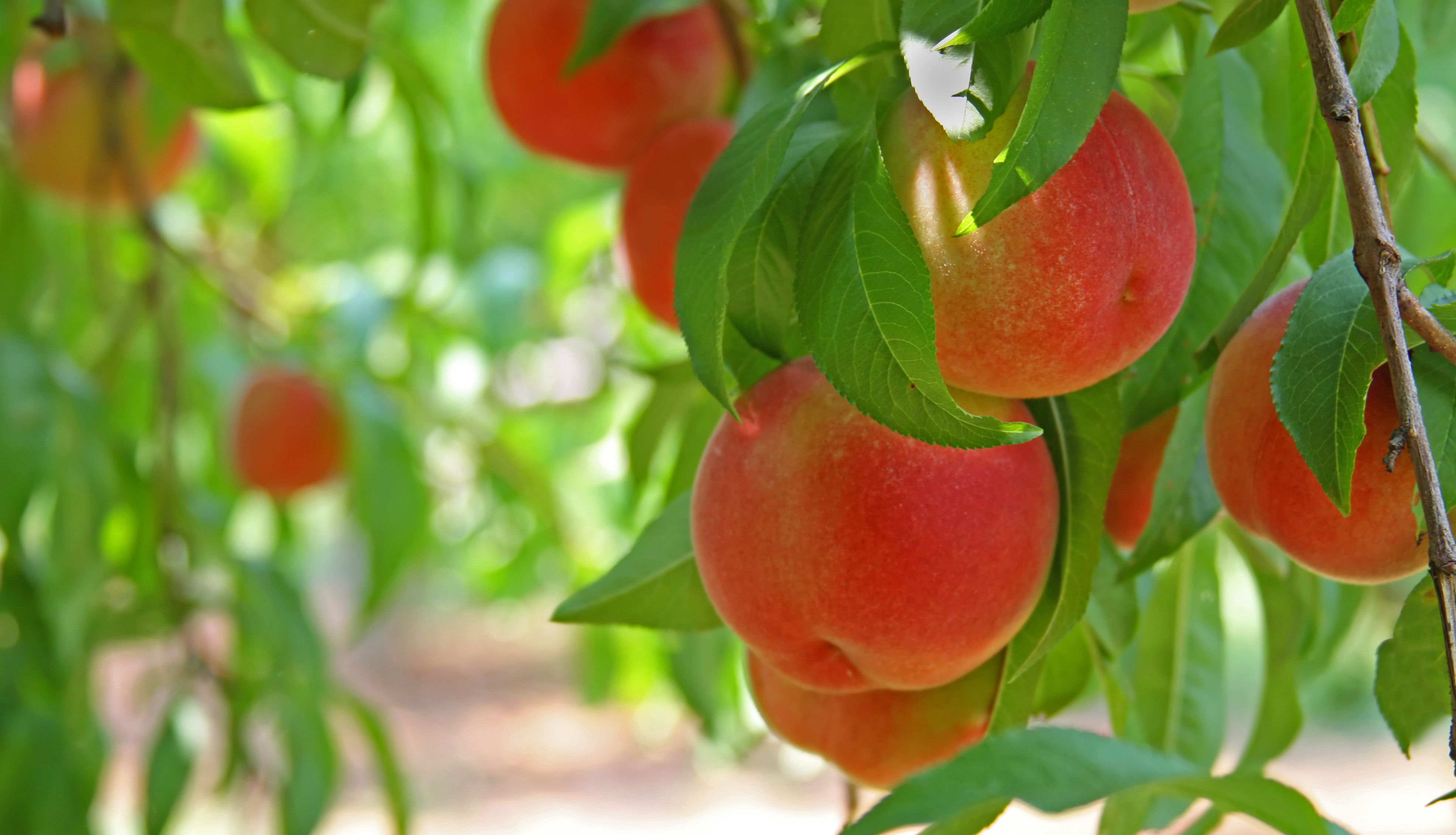 How to Prune Peach Trees