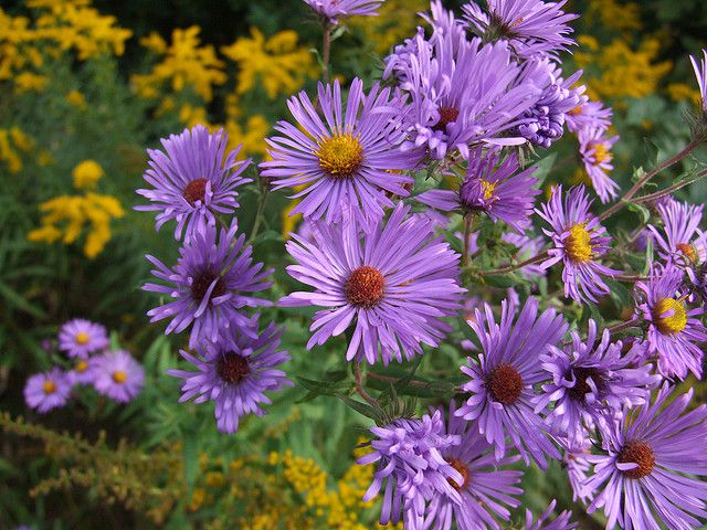 Growing Asters as Houseplants: Potting and Care Tips