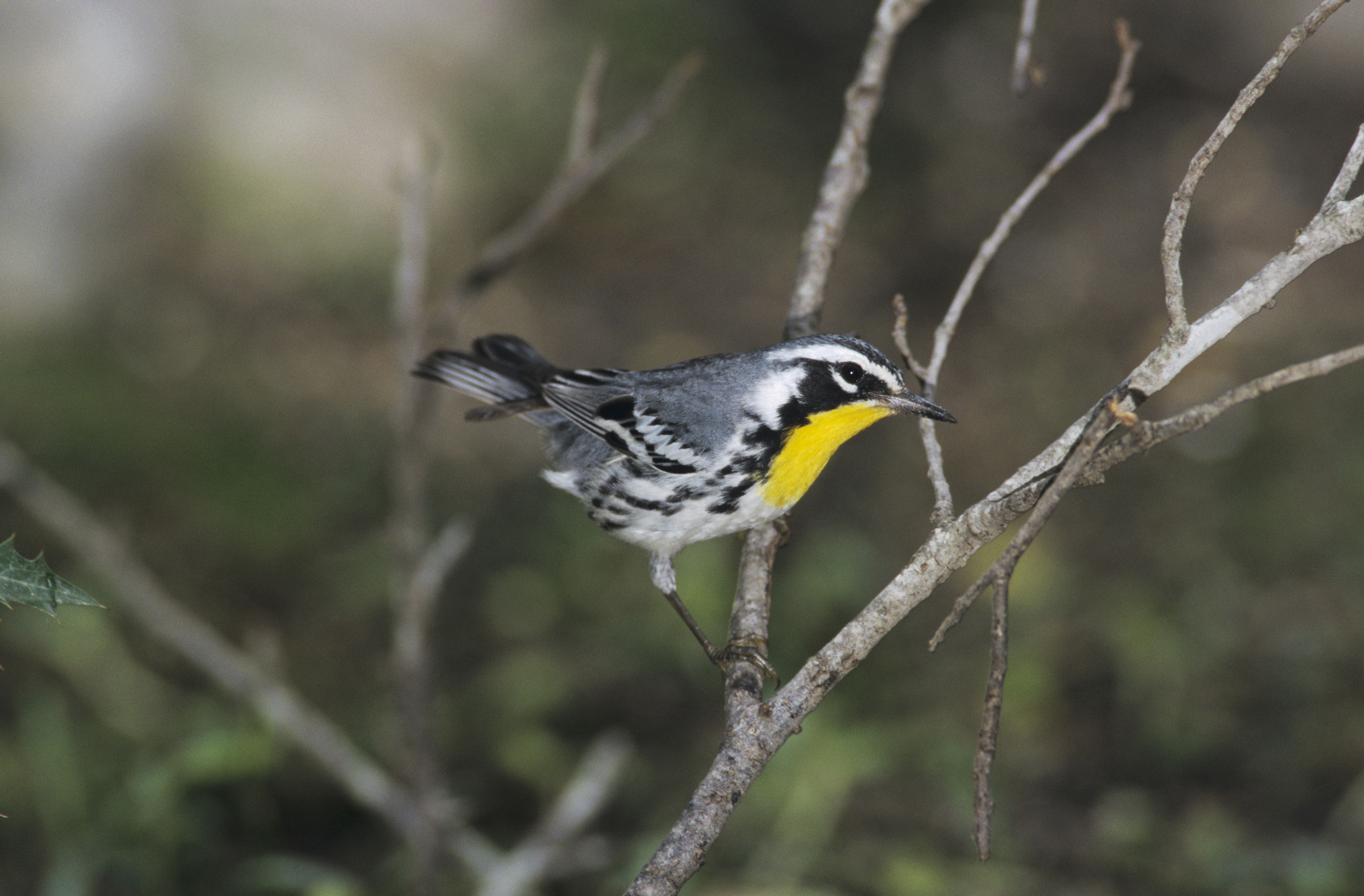 How to Track Migratory Birds Near You