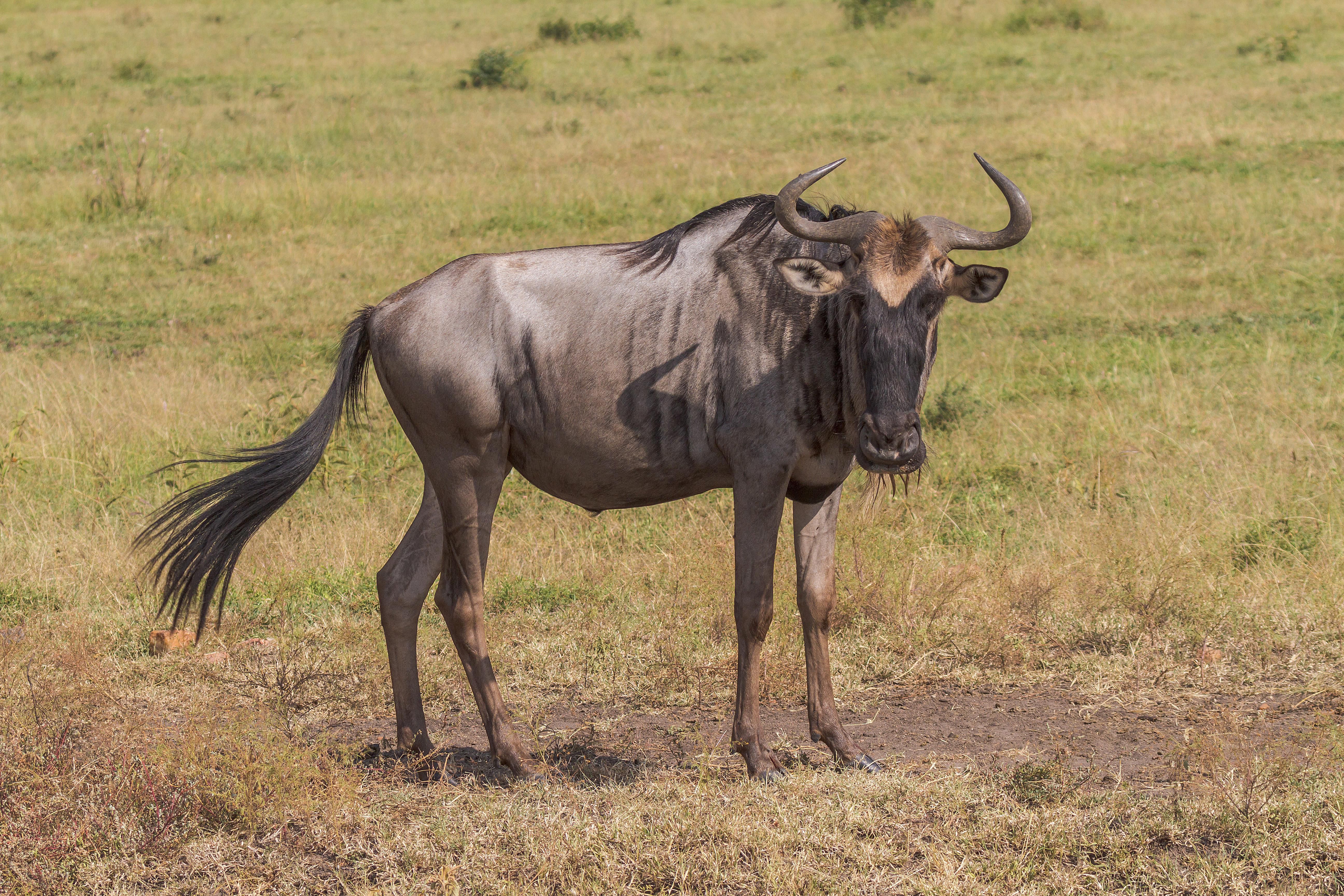 Wildebeest