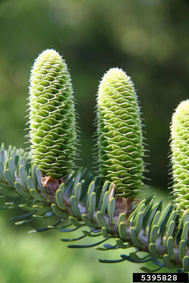 Identifying Spruce, Hemlock, and Fir Trees