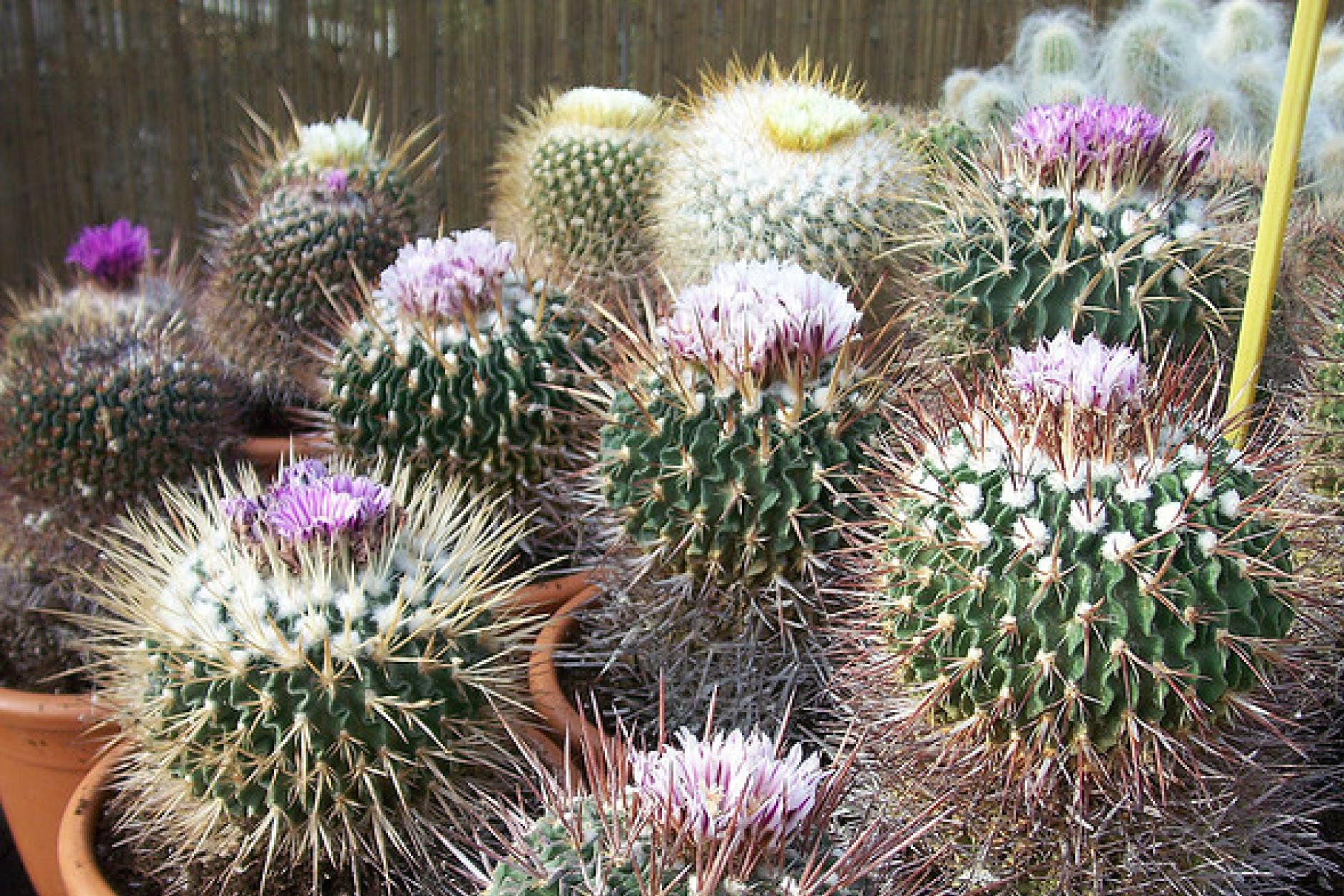 How To Care For Brain Cactus