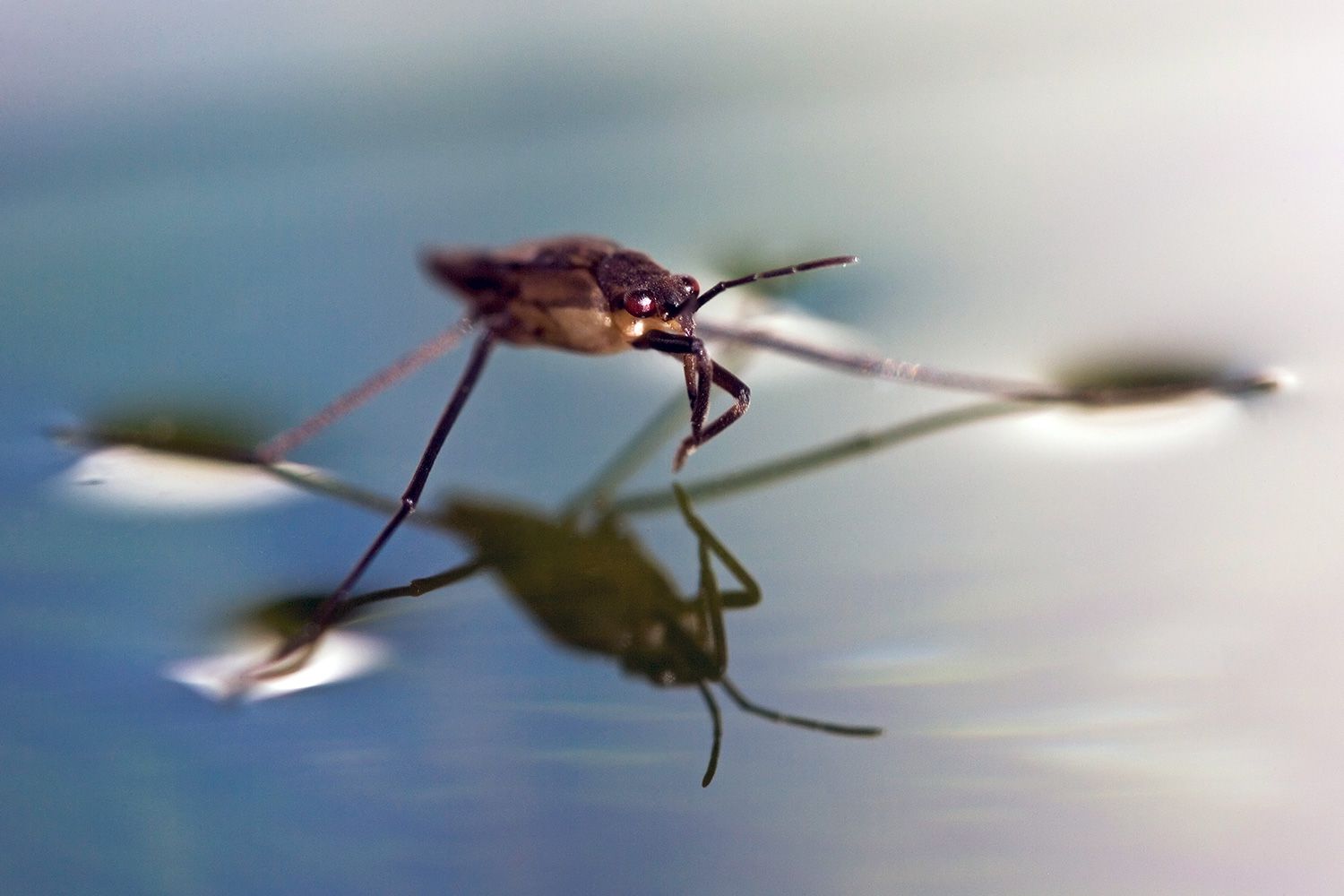 What Is Surface Tension? Definition and Experiments