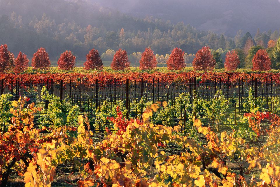 Napa Valley in Fall at Harvest Time - What to Expect