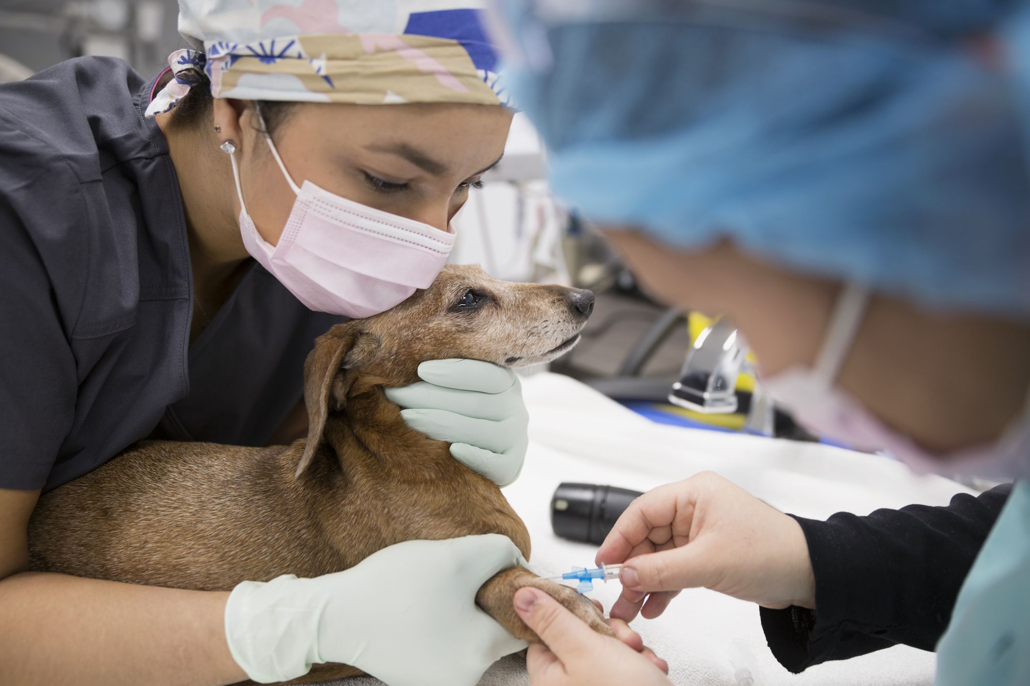 hookworms-in-dogs-dogs-naturally