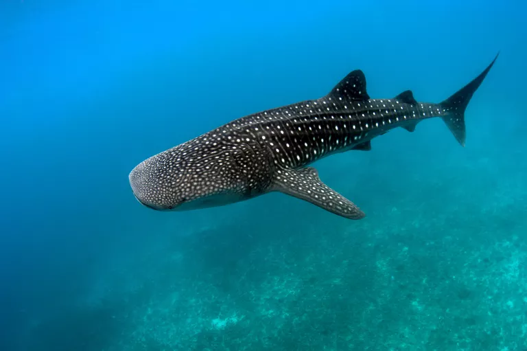 whale shark