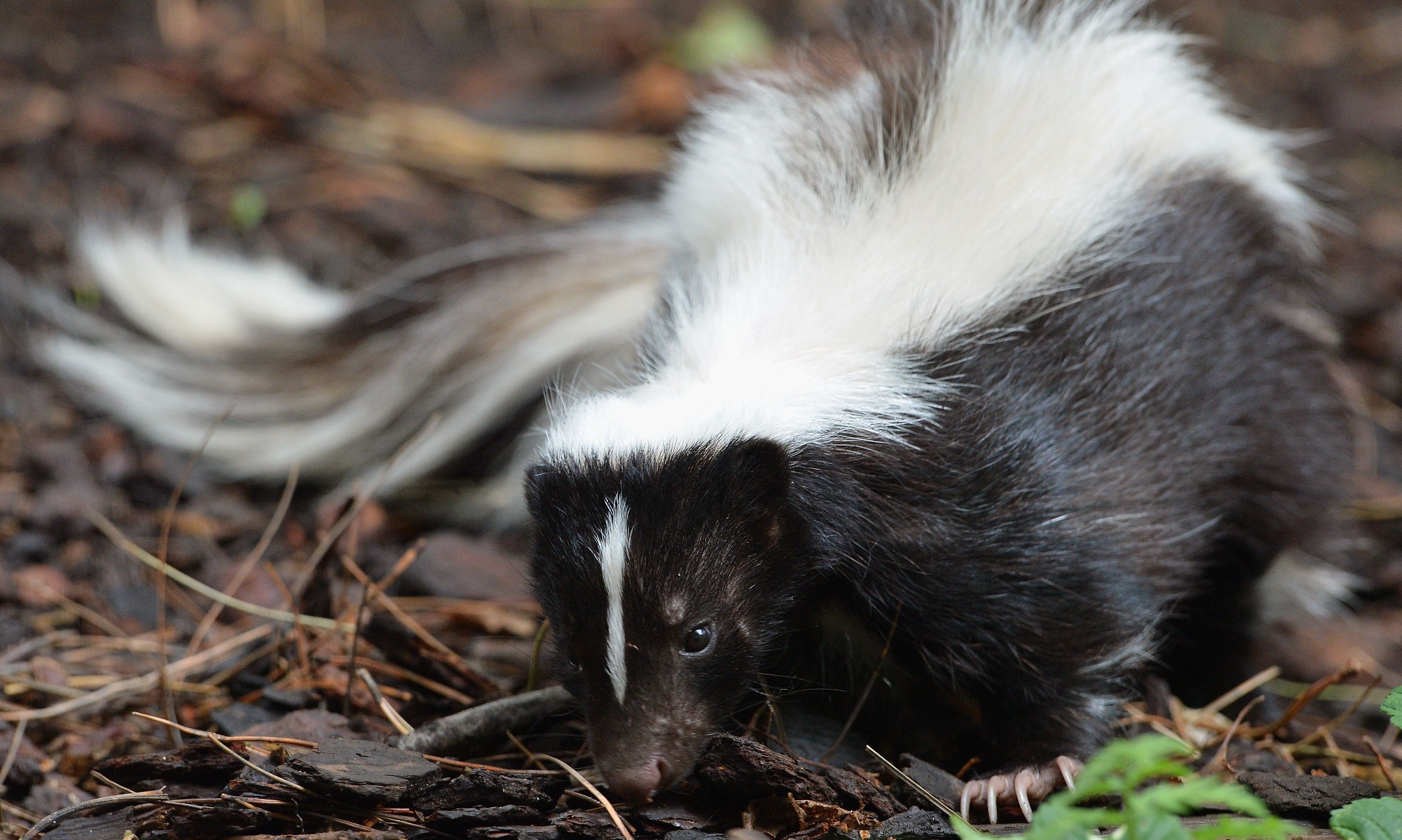 Remove Skunk Odor from Clothes and Camping Equipment