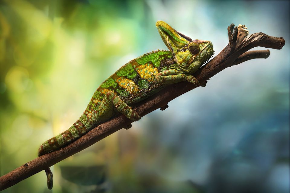 A Guide to Caring for Pet Veiled Chameleons